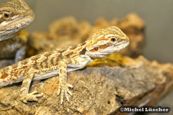 Pogona vitticeps