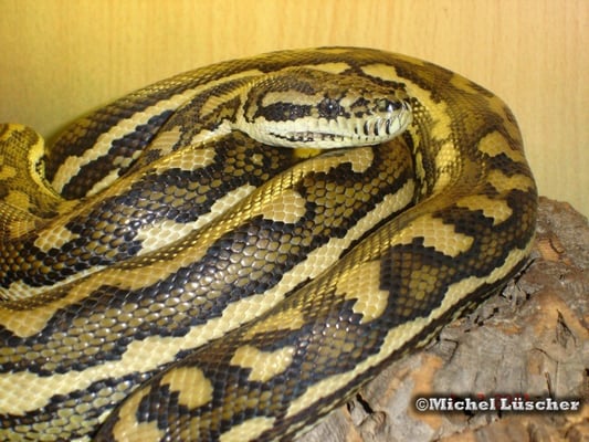 Morelia spilota ssp. - Teppichpythonmix