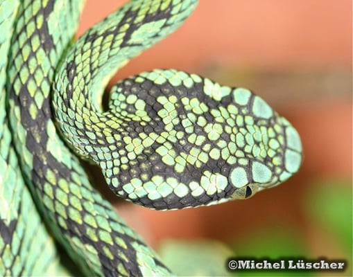 Trimeresurus trigonocephalus  1.0