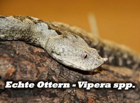 Echte Ottern - Vipera spp.