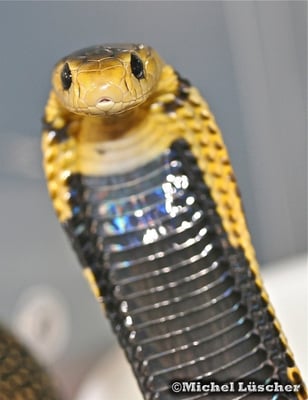 Naja samarensis  0.1