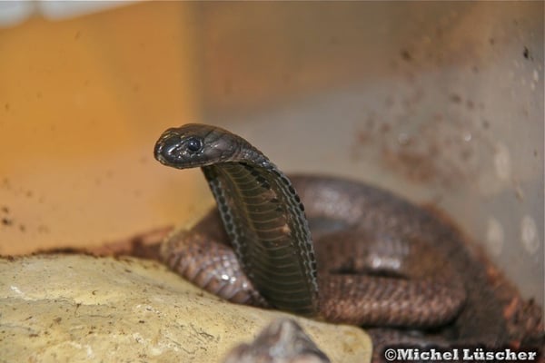 Naja haje legionis  0.1