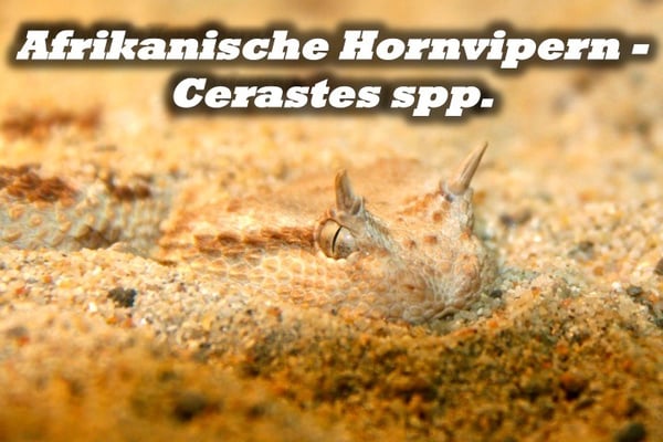 Afrikanische Hornvipern - Cerastes spp.