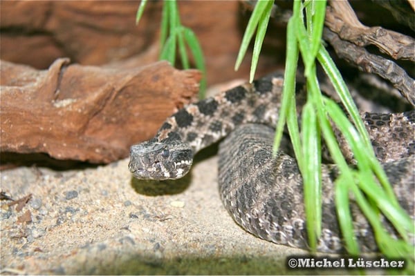 Sistrurus miliarius barbouri  0.1