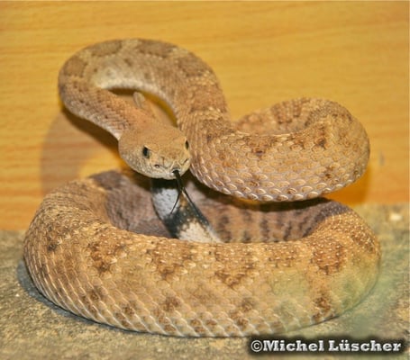 Crotalus atrox  1.0