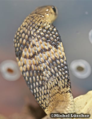 Naja annulifera  0.1