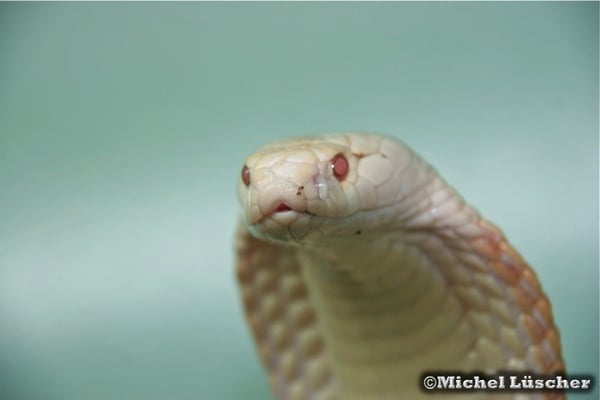 Naja kaouthia (albino)  0.1