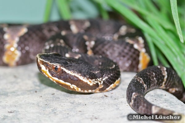 Agkistrodon bilineatus taylori  0.1