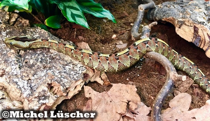 Bitis nasicornis  1.0