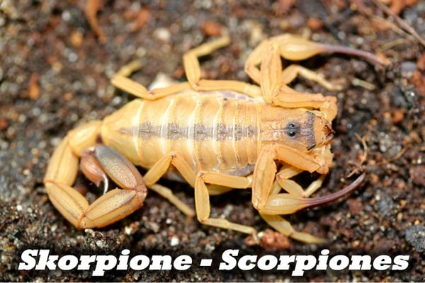 Skorpione - Scorpiones