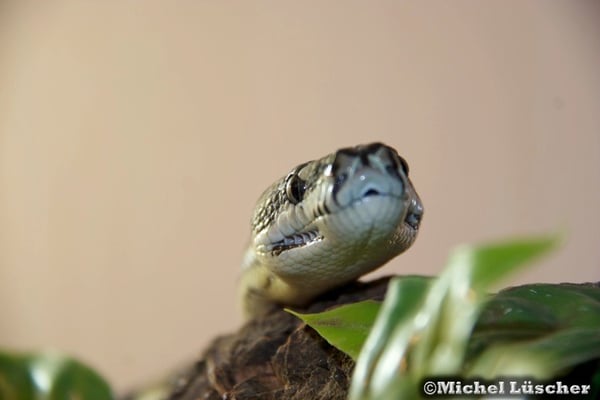 Morelia spilota mcdowelli  0.1 sehr gut sind die Grubenorgane (Löcher am Unterkiefer) zu sehen