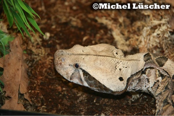 Bitis gabonica  0.1