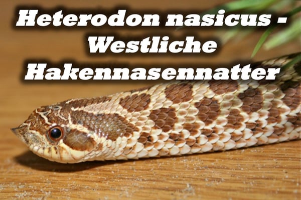 Heterodon nasicus - Westliche Hakennasennatter