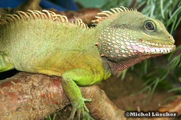 Physignathus cocincinus  1.0