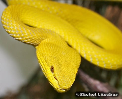 Trimeresurus insularis  0.1