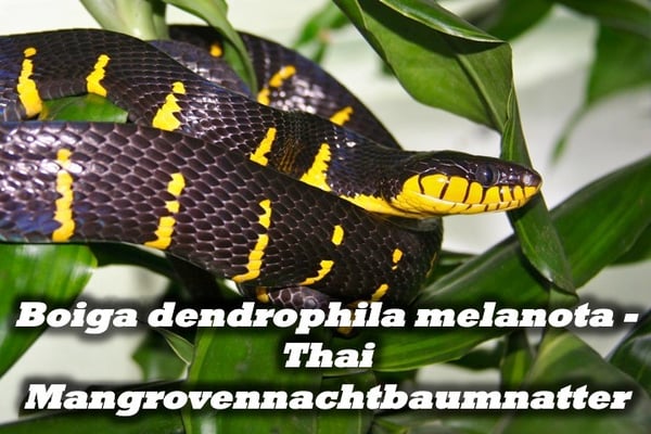 Boiga dendrophila melanota - Thai Mangrovennachtbaumnatter