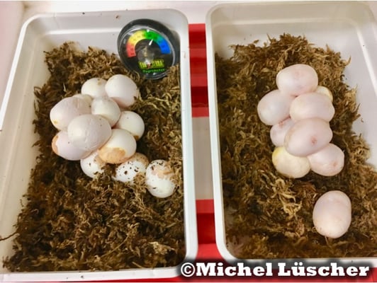 Die Gelege von zwei Cerastes cerastes cerastes - Hornviper