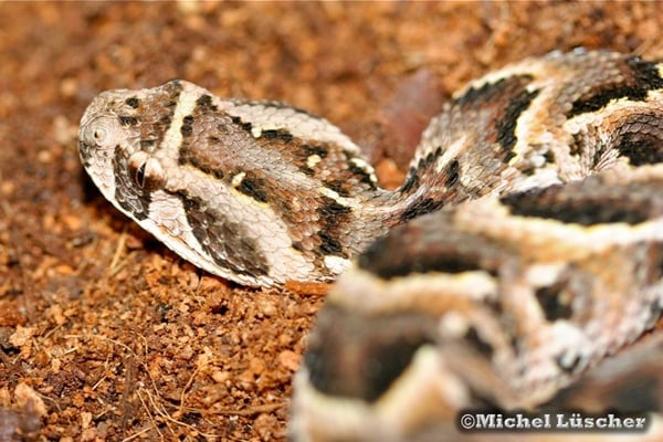 Bitis arietans  0.1