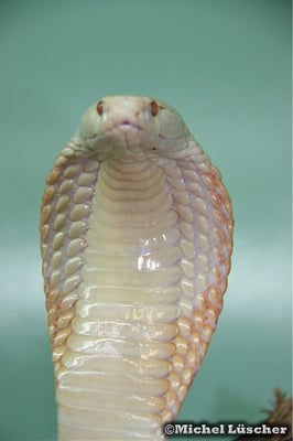 Naja kaouthia (albino)  0.1