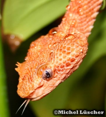 Bothriechis schlegelii  1.0