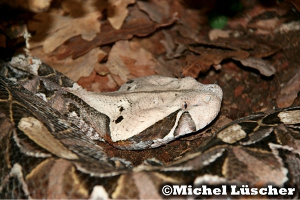 Bitis gabonica  1.0