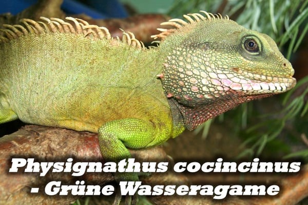 Physignathus cocincinus - Grüne Wasseragame 