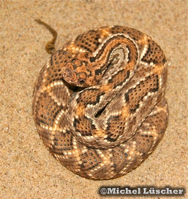 Crotalus durissus unicolor  0.1