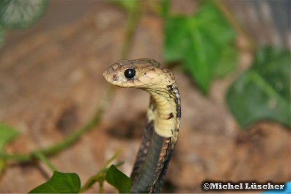 Naja annulifera  1.0