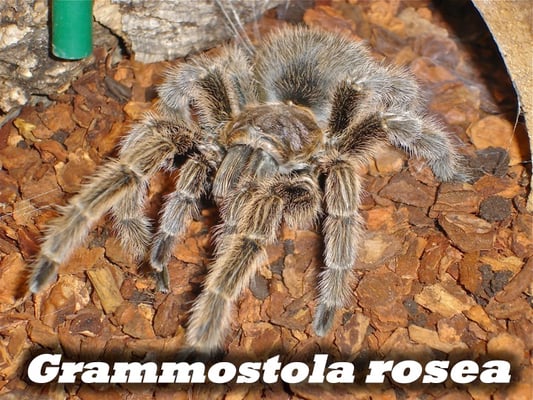 Grammostola rosea