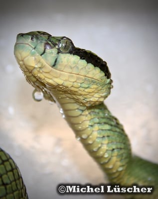 Trimeresurus trigonocephalus  0.1
