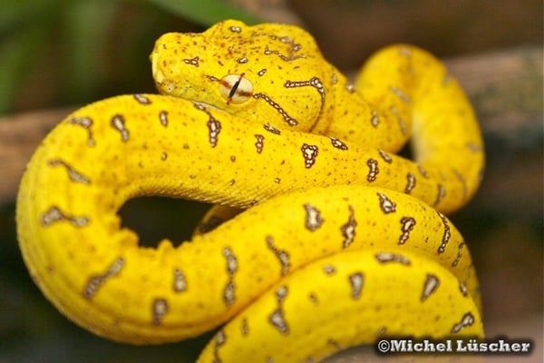 Morelia viridis aru 0.0.1 vor der Umfärbung