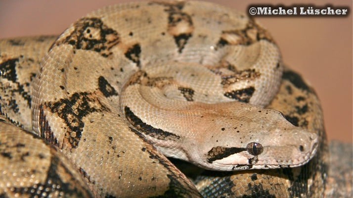 Boa constrictor imperator  0.1