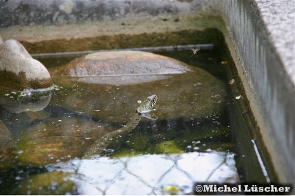 Natrix natrix - Ringelnatter