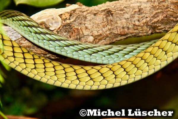 Dendroaspis viridis  1.1