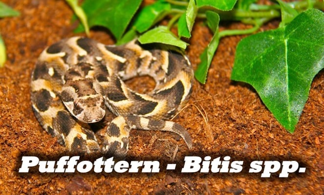 Puffottern - Bitis spp.