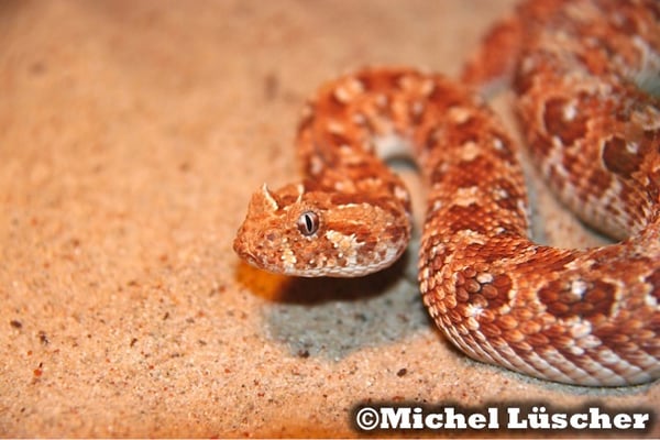 Bitis caudalis Namaqualand