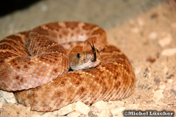 Crotalus atrox  0.1