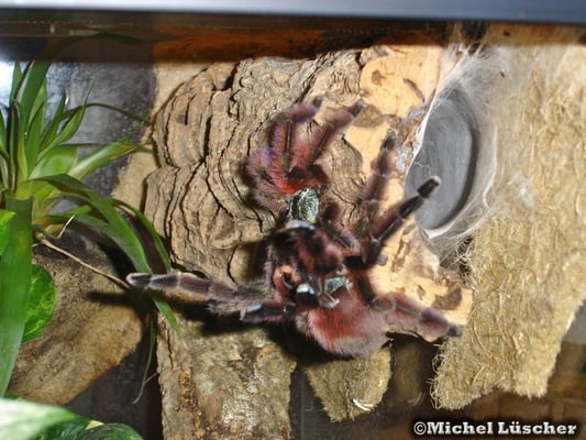Avicularia versicolor Verpaarung