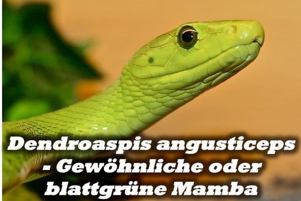 Dendroaspis angusticeps - Gewöhnliche oder blattgrüne Mamba