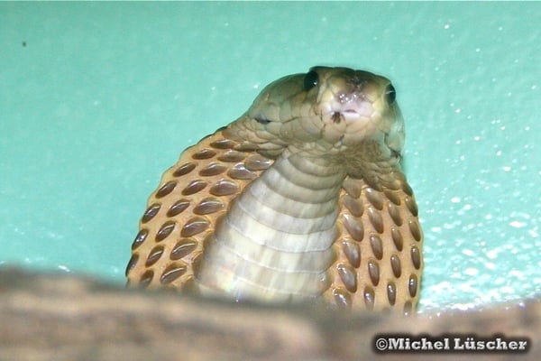 Naja philippinensis  0.1