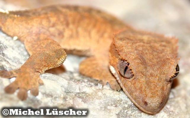 Rhacodactylus ciliatus