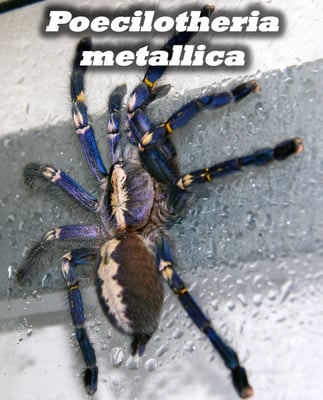Poecilotheria metallica