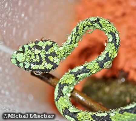 Trimeresurus trigonocephalus  0.1 nach dem bespritzen des Terrariums.
