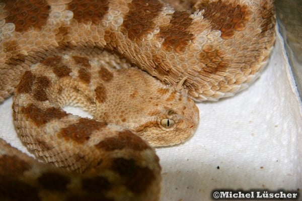 Cerastes cerastes cerastes  0.1