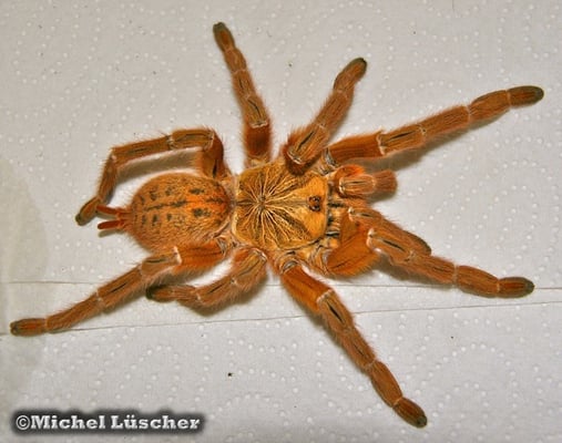 Pterinochilus murinus  0.1