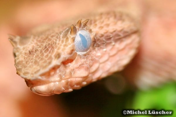 Bothriechis schlegelii  1.0 kurz vor der Häutung wie man am milchigen Auge sehr gut erkennen kann.
