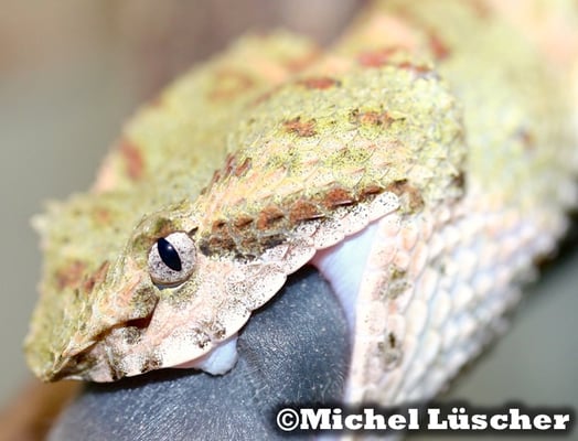 Bothriechis schlegelii  0.1