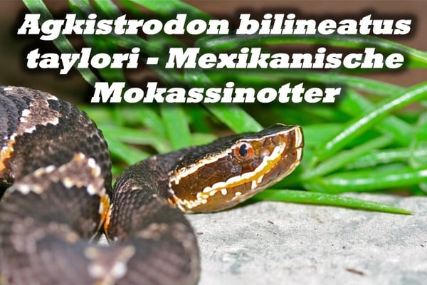Agkistrodon bilineatus taylori - Mexikanische Mokassinotter