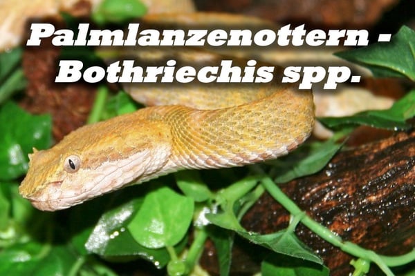 Palmlanzenottern - Bothriechis spp.