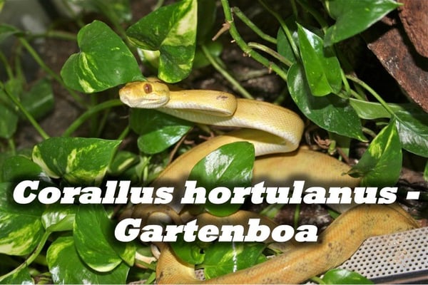 Corallus hortulanus - Gartenboa